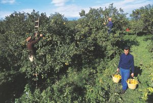 Harvesting bergamot, Calabria, Italy (photo) بواسطة غير معروف غير معروف