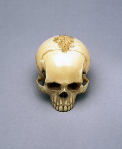 Model of a skull, probably a netsuke, Japanese بواسطة غير معروف غير معروف