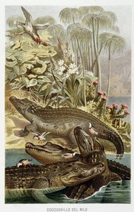 Nile Crocodiles (crocodilus nicoticus) - in “La Vita degli animali” by A.E. Brehm, Torino بواسطة غير معروف غير معروف