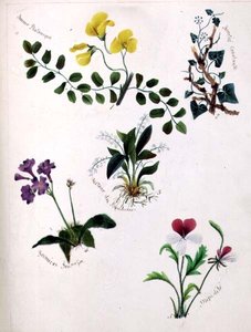 الزهور البرية (صفحة من كتاب تخطيطي مع الآية) بواسطة ليلي كارترايت