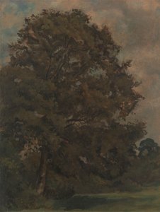 دراسة شجرة الرماد بواسطة Lionel Constable