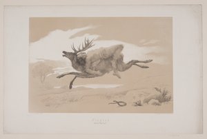 الرحلة ، ص. 11 ، رسم توضيحي لـ "رحلة الغزلان" لكريستيان وينثر