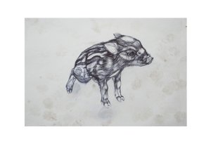 خنزير صغير ، 2015 ، (bic biro on paper) بواسطة لو جيبس
