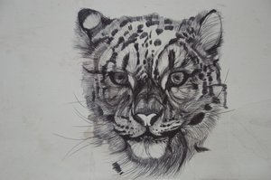 سنو ليوبارد ، 2016 ، (bic biro on paper) بواسطة لو جيبس