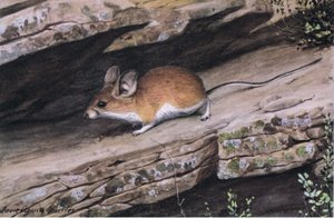 يمثل Big Pined Pinion Mouse العشيرة ذات القدمين البيضاء في الأخاديد الوعرة في الجنوب الغربي بواسطة لويس أغاسيز فويرتيس