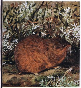 Brown Lemming ، قوارض ممتلئة تعيش في قرص العسل من الأنفاق بواسطة لويس أغاسيز فويرتيس