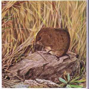 يقوم Field Mouse أو Vole ، المتيقظ من أي وقت مضى ، بمسح طريقه السريع عبر غابة متشابكة من العشب بواسطة لويس أغاسيز فويرتيس