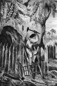 لقد زرعت عشرة صفوف من الحواجز. نقش بعد رسم M. de Sainson لكتاب Daniel Defoe (De foe) "Robinson Crusoe" "الطبعة الفرنسية لعام 1837.