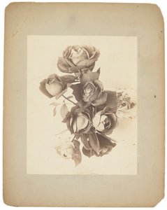 استوديوهات تيفاني ، 1898-1920 (صورة ب / ث) بواسطة لويس كومفورت تيفاني