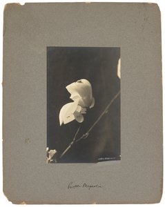 استوديوهات تيفاني ، 1898-1920 (صورة ب / ث) بواسطة لويس كومفورت تيفاني