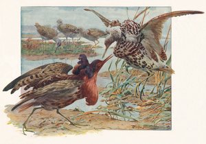 رافز وريفز ، c1910 ، 1911