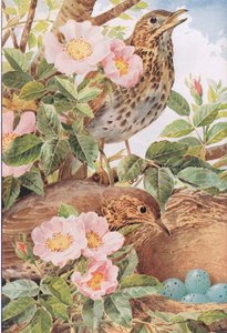 أغنية Thrushes with Nest ، رسم توضيحي من "أيام البلد وطرق البلد"