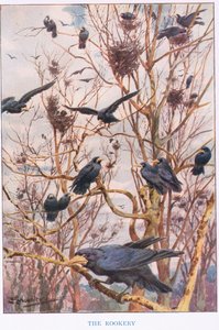 The Rookery ، رسم توضيحي من "Country Ways and Country Days" (لون ليثو)