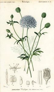 زهرة الدانتيل الأزرق ، Trachymene coerulea. ، 1849 (نقش)
