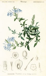 كيب ليدورت ، بلومباغو أوريكولاتا ، 1849 (نقش)