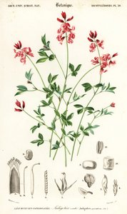 نبات النيلي ، نيلي مستلق. ، 1849 (نقش)