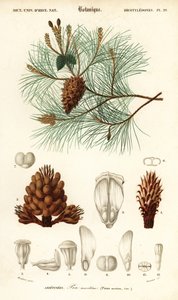 الصنوبر البحري أو الصنوبر العنقودي ، Pinus pinaster. ، 1849 (نقش)