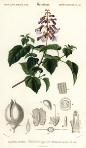 شجرة الأميرة ، شجرة الإمبراطورة أو شجرة قفاز الثعلب ، بولونيا تومينتوس ، 1849 (نقش)