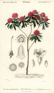 شجرة الرودودندرون ، رودودندرون أربوريوم. ، 1849 (نقش)