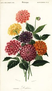 أصناف حديقة دالياس ، داليا بيناتا ، 1849 (نقش)