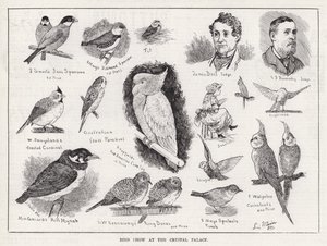 Bird Show at the Crystal Palace (engraving) بواسطة لويس وين