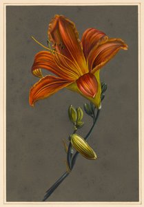 Hemorocallus (Day Lily) ، 1830 (لون الجسم على ورق مع أرض معدة) بواسطة لويز دورلينز