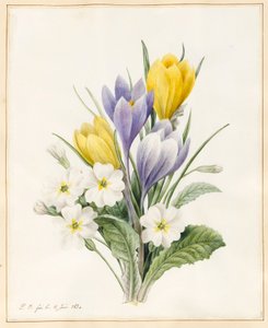 زهرة الربيع الأبيض والزعفران الهجين المبكر ، 1830 (مرحاض مع بعض لون الجسم على الرق) بواسطة لويز دورلينز