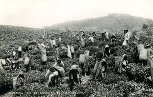Plucking tea, up-country estate, Ceylon, c.1900-1930 (b/w photo)