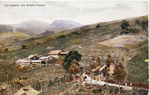 Up-Country Tea Estate ، سيلان ، c.1900-20 (صورة ملونة يدويًا)