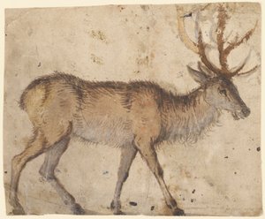 دراسة الأيل (وجه) ، حوالي 1520-30 (فرشاة ذات لون بني ، ومزودة بغواش أبيض) بواسطة لوكاس الأكبر كراناش