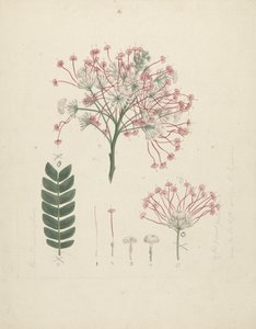 Albizia gummifera (J.F. Gmel.) سم. (Gummy Albizia Tree): رسم مكتمل لرأس النبتة المزهرة ، مع تفاصيل الإزهار والزهور والأوراق بواسطة لويجي بالوجاني