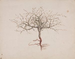Commiphora gileadensis (L.) C. Chr. (بلسم جلعاد ، أوببلسم): انتهى الرسم إذا كانت عادة الشجرة (مع الجذور) بواسطة لويجي بالوجاني