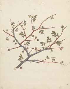Commiphora gileadensis (L.) C. Chr. (بلسم جلعاد ، أوببلسم): الانتهاء من رسم غصن الثمر بواسطة لويجي بالوجاني