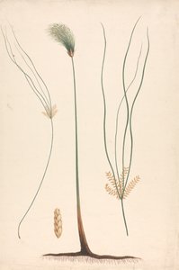 Cyperus papyrus L. (Papyrus Sedge): رسم مكتمل للرأس البخاري والرأس المزهر ، مع تفاصيل الإزهار إلى اليسار واليمين بواسطة لويجي بالوجاني