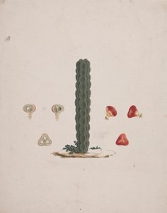 الفربيون abyssinica J.F. Gmel. (Ethiopian Tree-Spurge): الرسم النهائي لجذع واحد ، مع تفاصيل الفاكهة الكاملة والمشرحة بواسطة لويجي بالوجاني