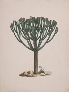 الفربيون abyssinica J.F. جميل. (Ethiopian Tree-Spurge): الرسم النهائي لعادة الشجرة بواسطة لويجي بالوجاني
