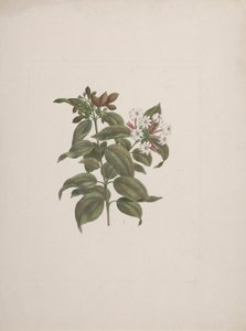Jasminum dichotomum Vahl (الياسمين الأفريقي): انتهى الرسم بواسطة لويجي بالوجاني