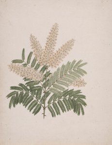 Pterolobium stellatum (Forssk): الرسم النهائي بواسطة لويجي بالوجاني