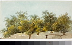 الزيتون ، بلد ليغوريا (ألوان مائية ، حوالي 1825) بواسطة لويجي جاريبو
