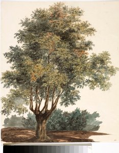 شجرة (ألوان مائية ، حوالي 1825) بواسطة لويجي جاريبو