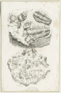 دودلي - الحفريات: الطباعة الحجرية ، nd [c 1825] (طباعة) بواسطة لوك بوكر