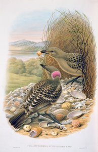 الكلاميديرا نوتشاليس ، Bowerbird الرمادي الكبير أو العظيم