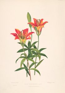 فن Epimachus بواسطة م. هارت