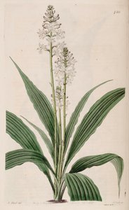 رسم توضيحي لـ Calanthe triplicata (مثل syn. Calanthe veratrifolia) (نبات)