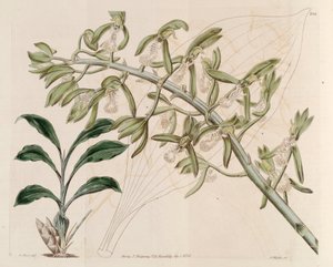 رسم توضيحي لـ Catasetum cristatum بواسطة م. هارت