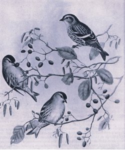 Siskins ، الطبيعة في بريطانيا نشرها كولينز ، 1946
