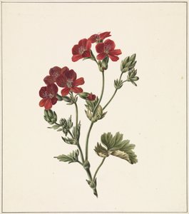 وردة حمراء بواسطة M. de Gijselaar