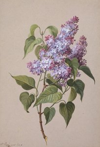 أرجواني (طباشير أسود وألوان مائية وورق ملون للجسم) بواسطة مدام بيني