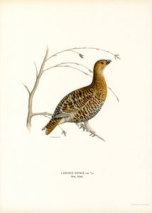 طيهوج أسود (لون ليثو)