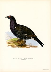 طيهوج أسود ، غربي Capercaillie (لون ليثو) بواسطة ماغنوس فرديناند وويلهلم فون رايت